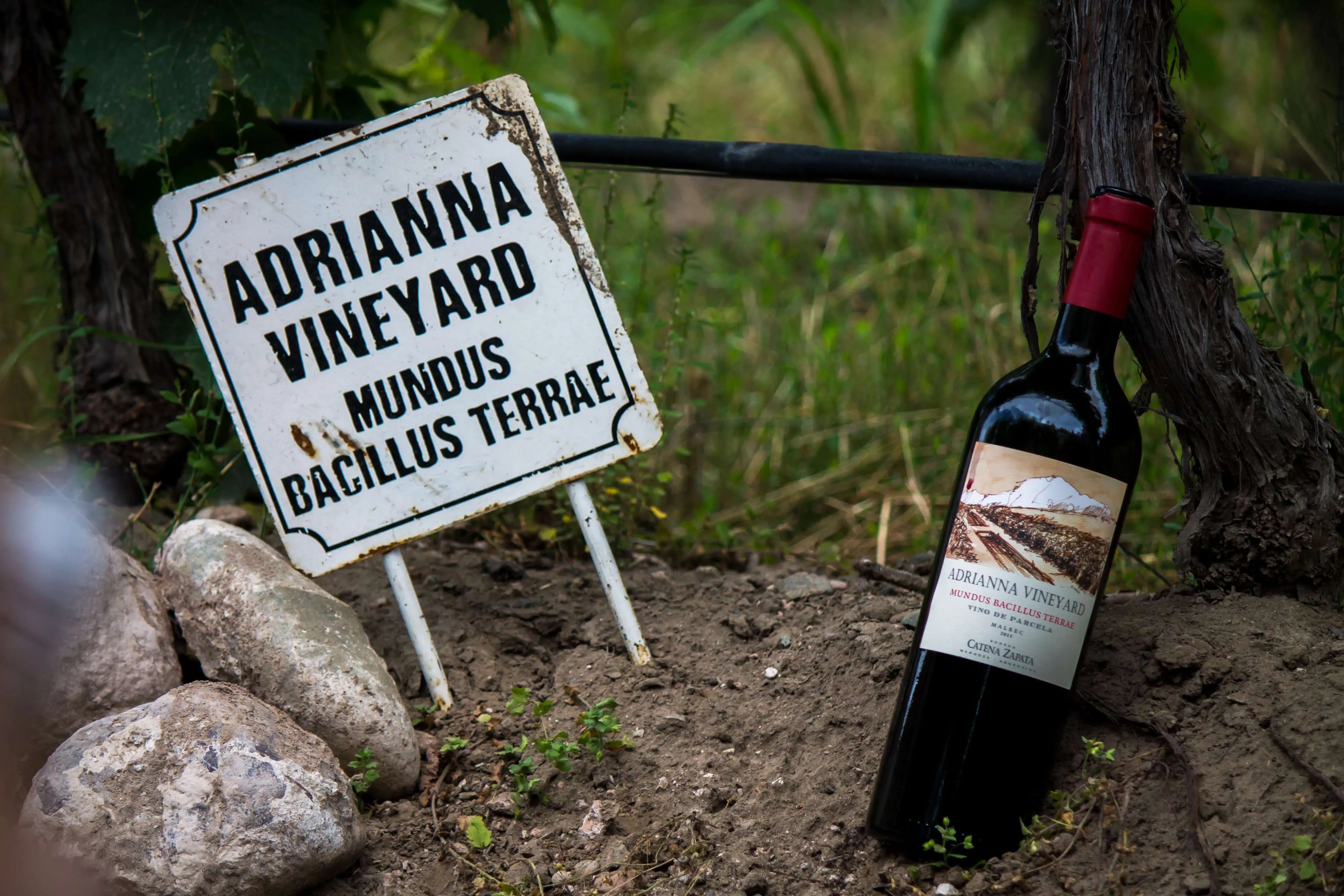 Bodega Catena Zapata Mundus Bacillus Terrae 2016 The Wine Gate Shop